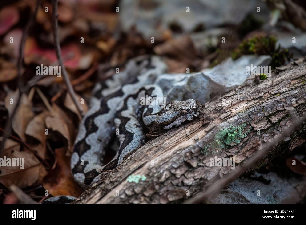 Foto reale di Viper ornato probabilmente il più pericoloso di European Vipers ha preso a Sabotin Hill in Slovenia sopra Soca Fiume a metà novembre 2020 a. Foto Stock