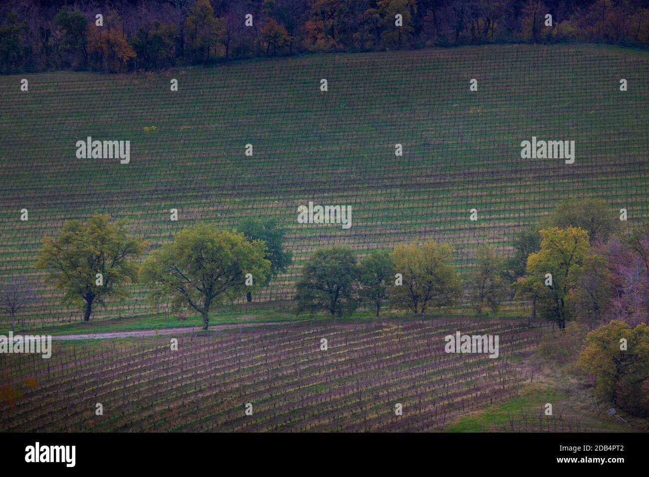 Un frammento del paesaggio coltivato sotto la collina di Sabotin sopra Il fiume Soca al confine italiano con la Slovenia Foto Stock