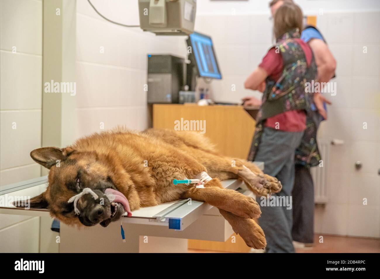 cane a raggi x in clinica veterinaria Foto Stock