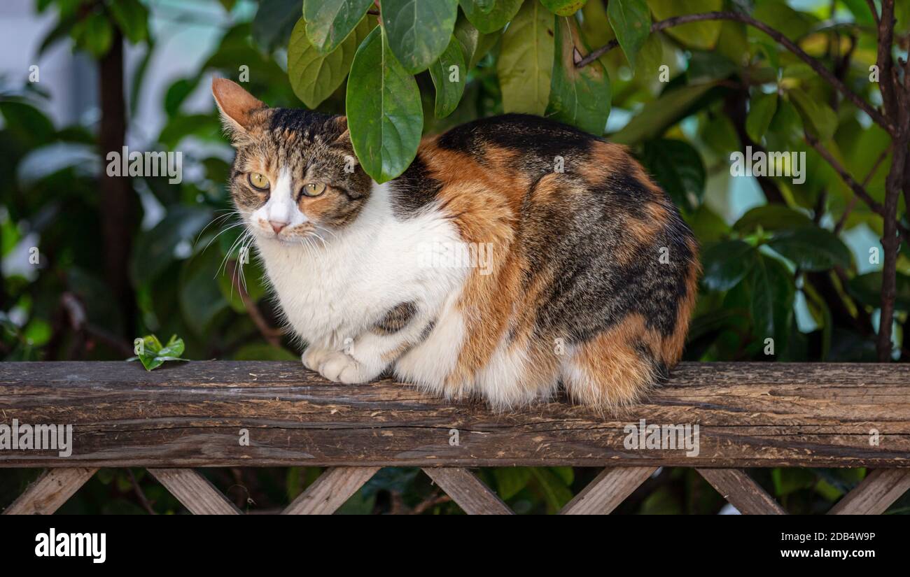 Gattino tabby randagi. Abbandonata nazionale shorthaered gatto razza è seduta su legno beam.The mammifero amichevole cercando triste ed è solo. Foto Stock