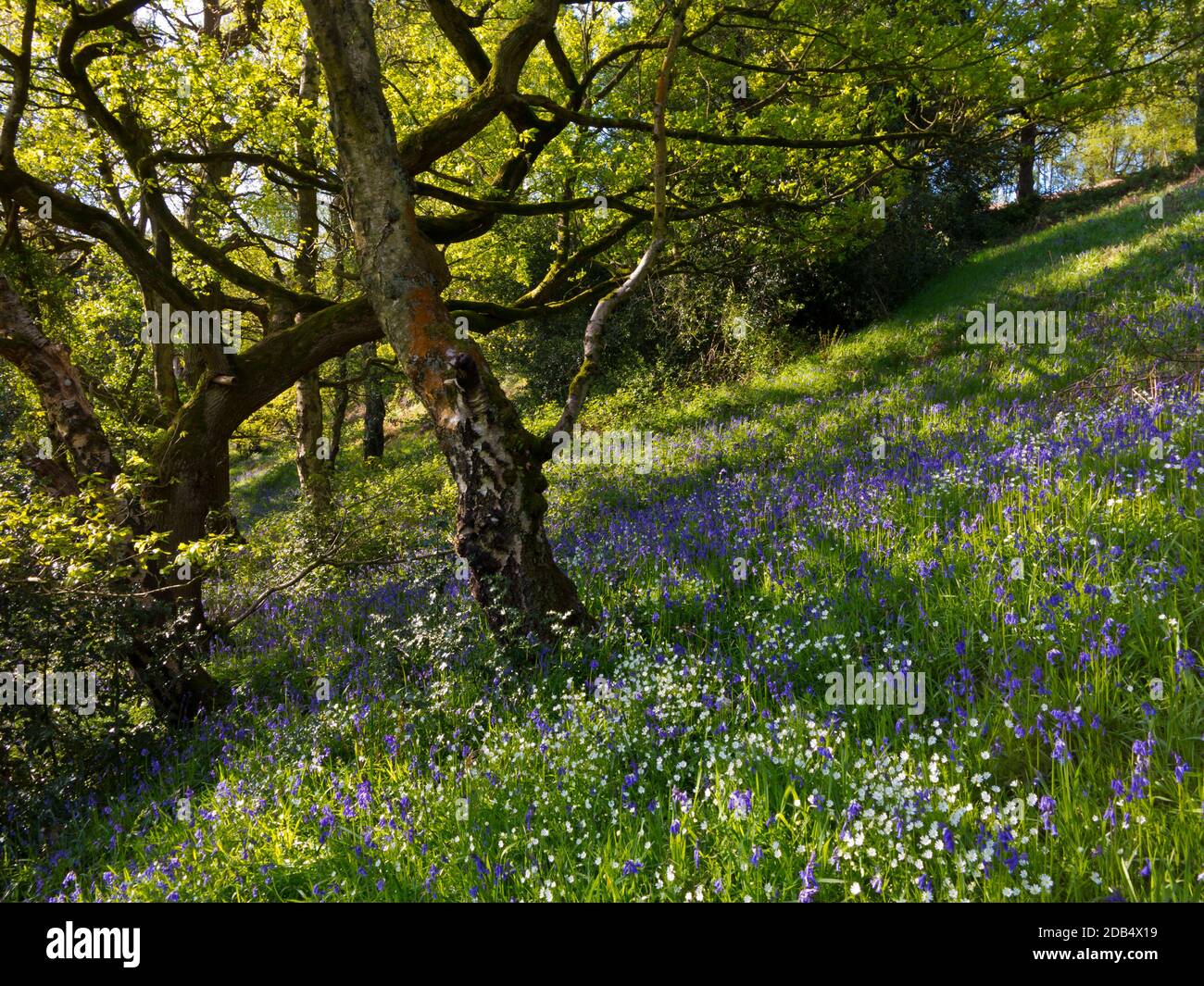 Bluebells che cresce in un bosco primaverile a Bow Wood vicino a Lea Nel Derbyshire Peak District Inghilterra Regno Unito Foto Stock