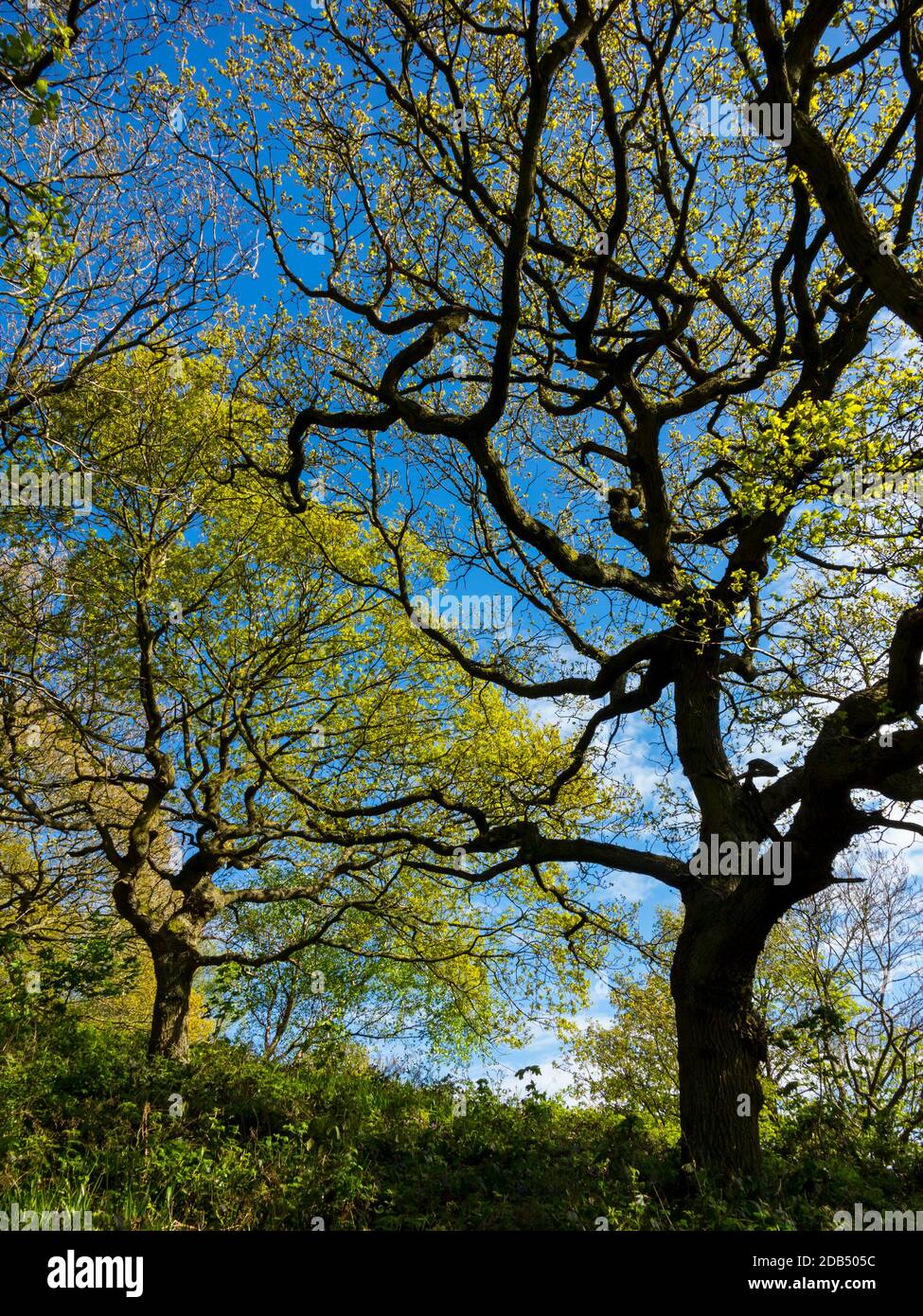 Alberi con foglie nuove che crescono in primavera in una giornata di sole nel bosco. Foto Stock