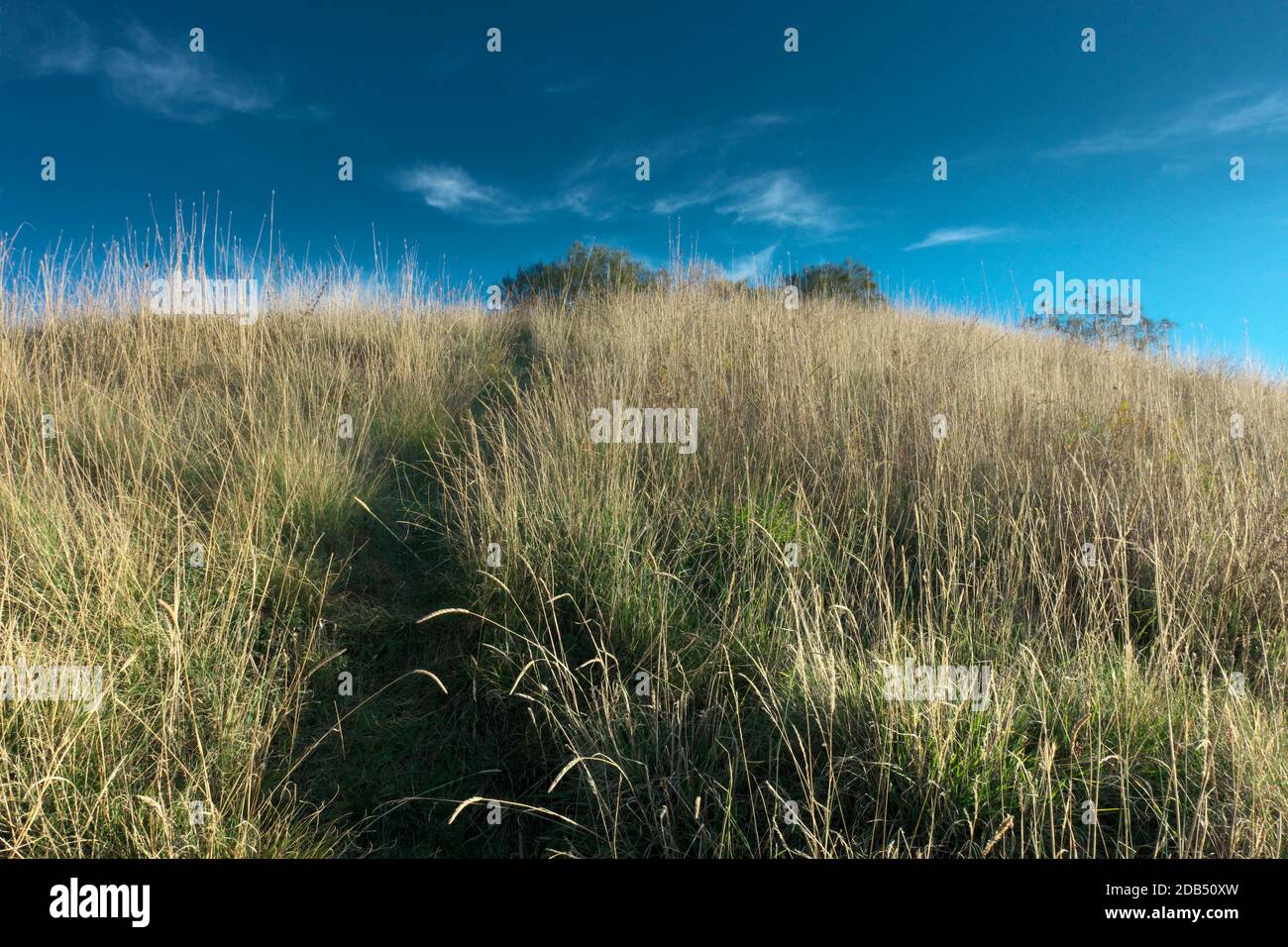 sentiero selvaggio nella lunga erba su una collina di Il Parco dell'Etna è un punto di riferimento per il turismo all'aperto e naturalistico della Sicilia Foto Stock