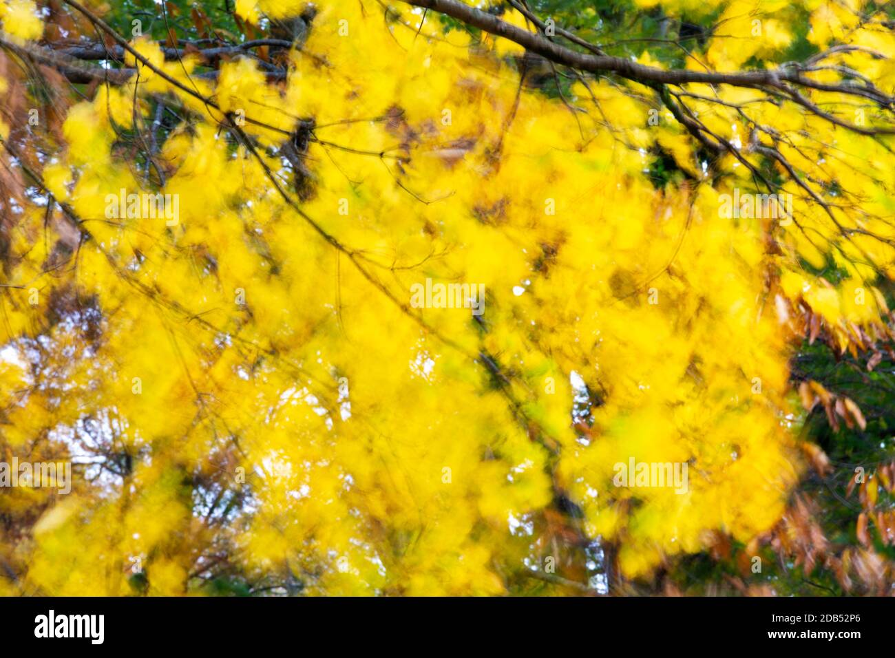 Foglie di acero che soffiano nel vento, in autunno, Clappersgate, Lake District, UK. Foto Stock