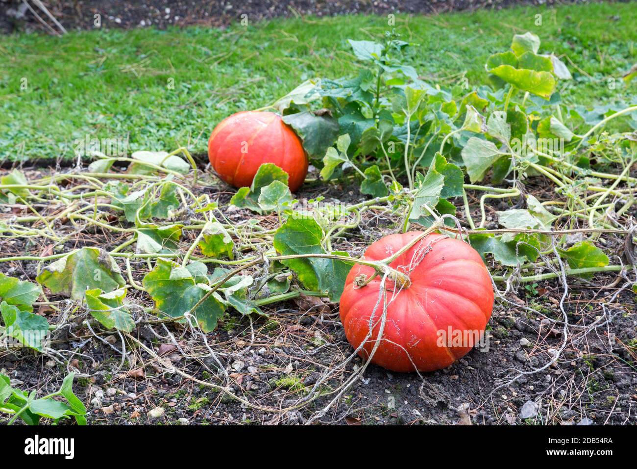 Zucche che che crescono nella biancheria da letto da giardino, Isola di Wight, Inghilterra, Regno Unito Foto Stock