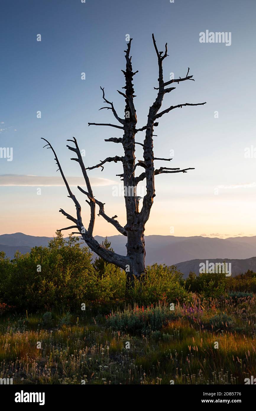WA18118-00...WASHINGTON - albero di Skeliton al tramonto sulla cima di Cooper Mountain di 5,867 metri nella foresta nazionale Okanogan Wenatchee lungo il Foto Stock