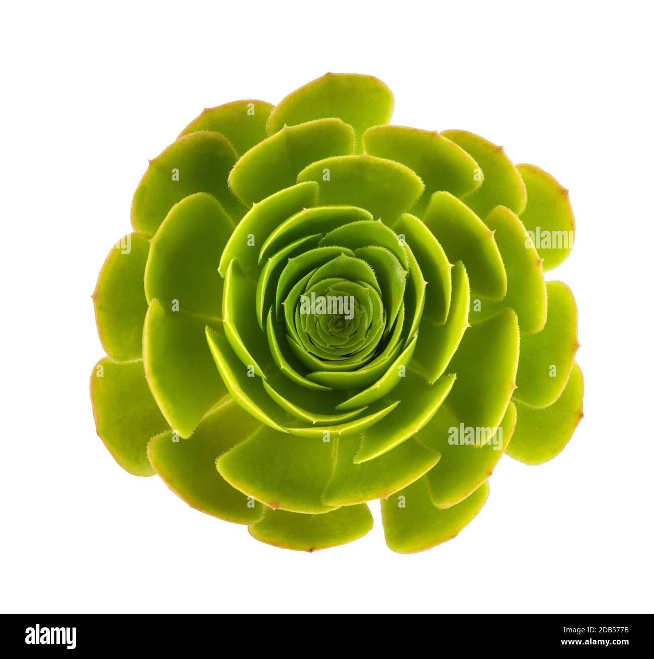 Aeonium Arboreum Magnificum isolato su sfondo bianco Foto Stock