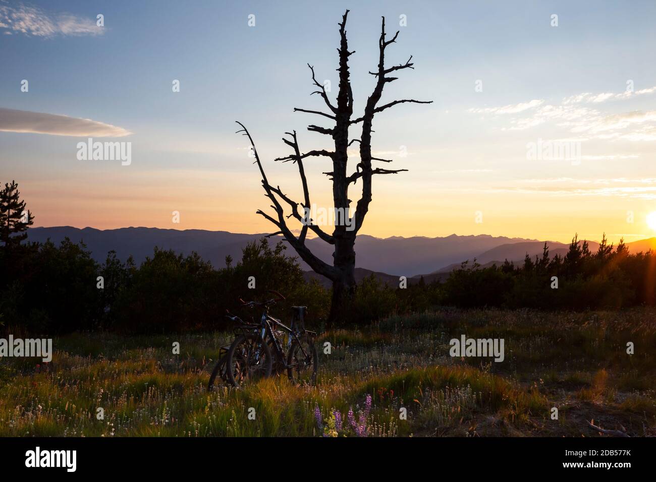 WA18119-00...WASHINGTON - albero di Skeliton al tramonto sulla cima di Cooper Mountain di 5,867 metri nella foresta nazionale Okanogan Wenatchee lungo il Foto Stock