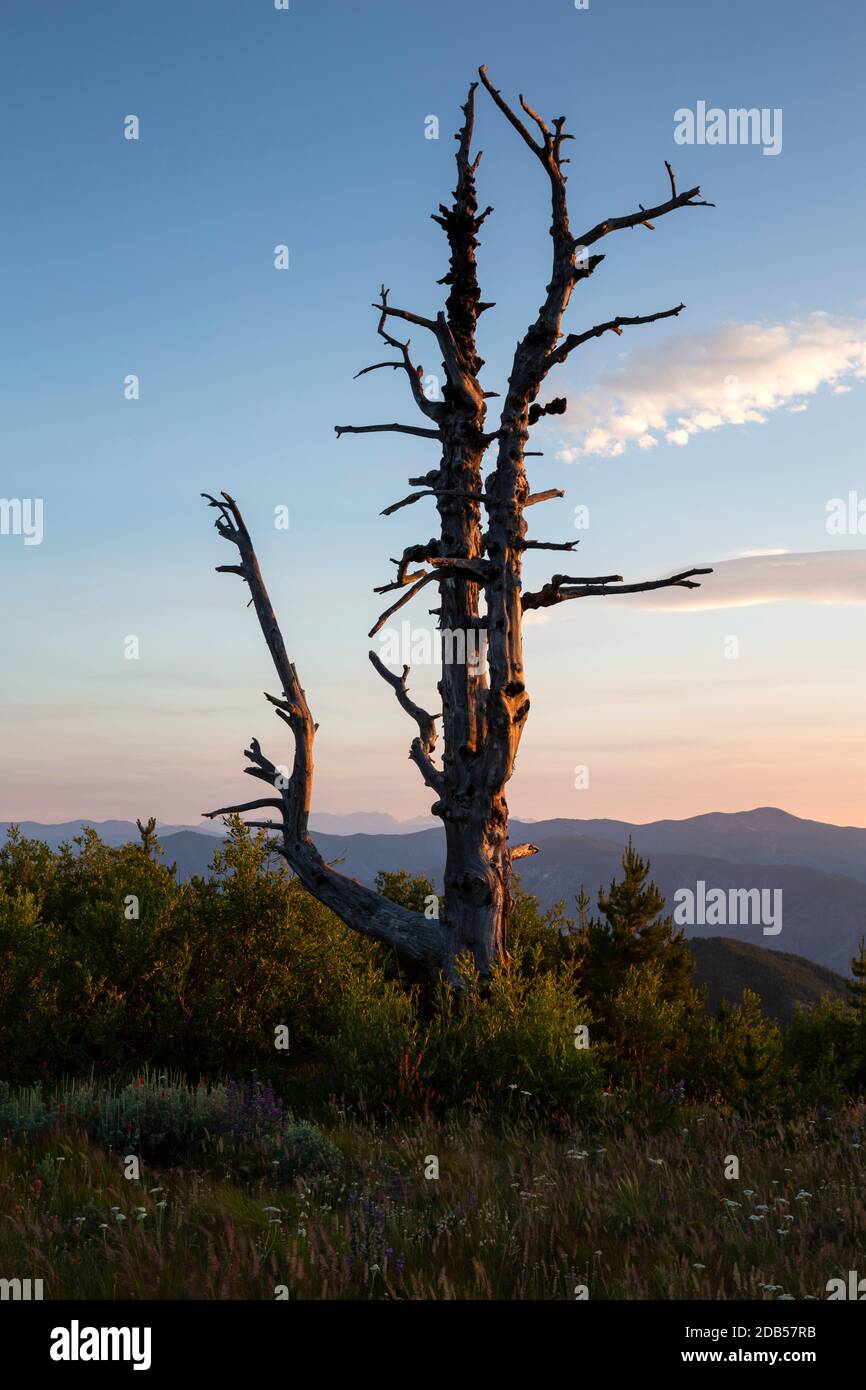 WA18123-00...WASHINGTON - albero di Skeliton al tramonto sulla cima di Cooper Mountain di 5,867 piedi situato a 4,000 piedi sopra il lago Chelan in L'Okanogan Wenat Foto Stock
