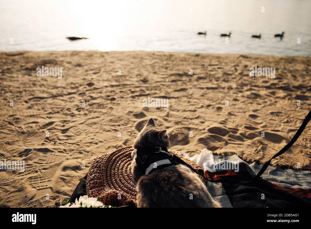 Questa foto d'inventario mostra un gatto scozzese grigio dritto di sei mesi con un guinzaglio sulla spiaggia su un giorno di sole Foto Stock