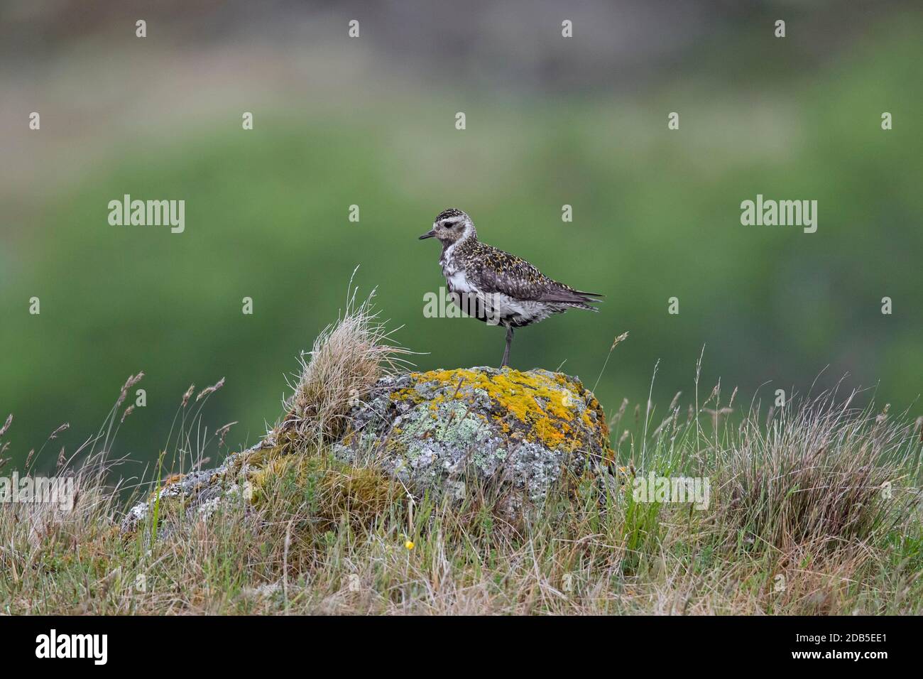 Pover d'oro europeo (Pluvialis albicaria / Charadrius albicarius) femmina nell'allevamento piombato appollaiato sulla roccia sulla tundra in estate Foto Stock