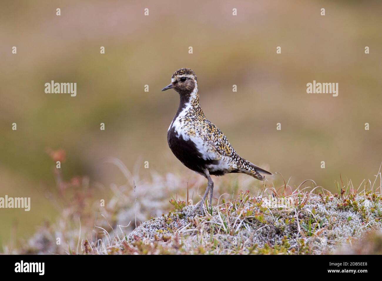 Pover d'oro europeo (Pluvialis albicaria / Charadrius albicarius) maschio nell'allevamento precipitare sulla tundra in estate Foto Stock