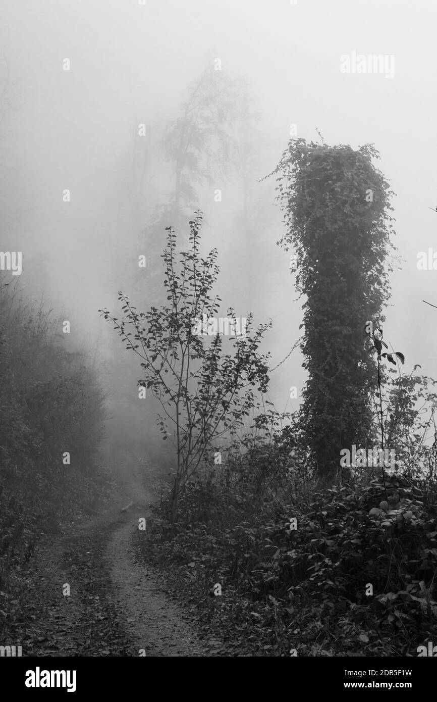 Sentiero stretto e cupo attraverso la foresta foggosa autunnale in bianco e nero. Umore, tempo, stagioni, ambiente e concetti forestali Foto Stock