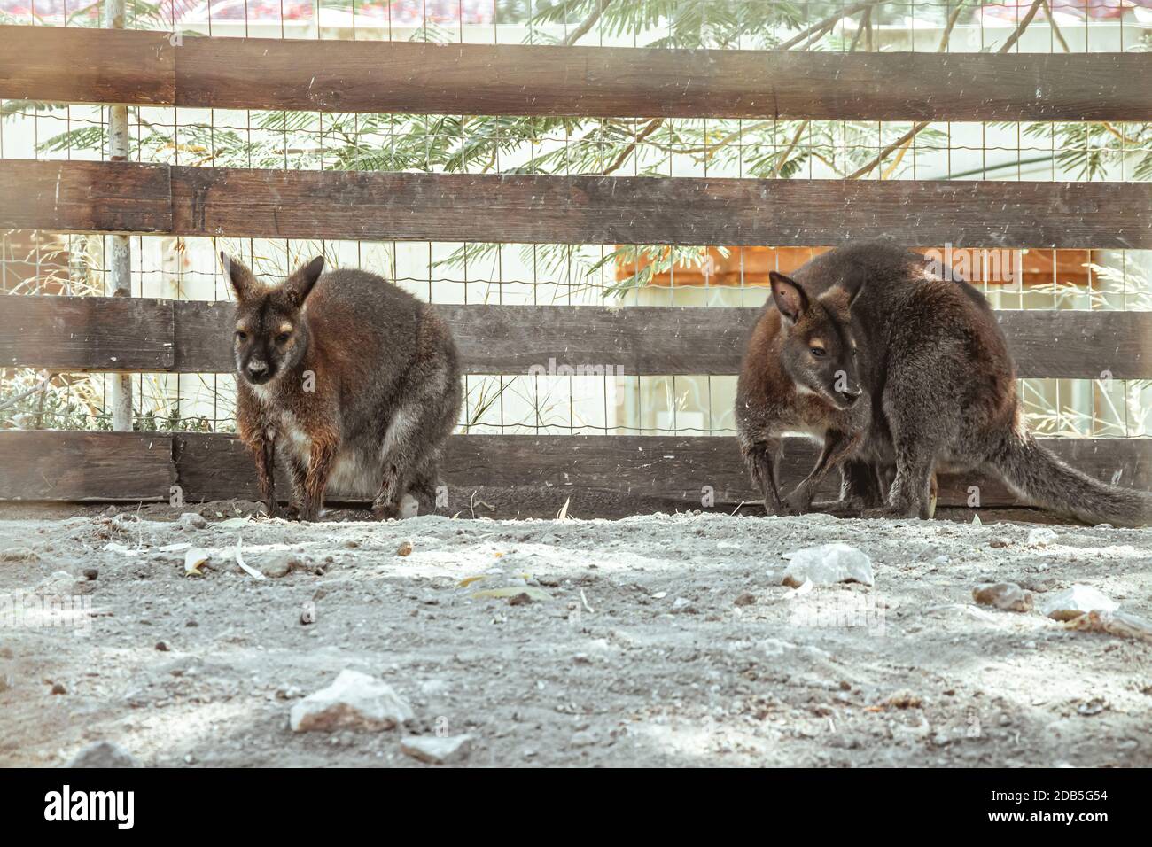 Rosso-un wallaby dal collo nel giardino zoologico. Foto Stock