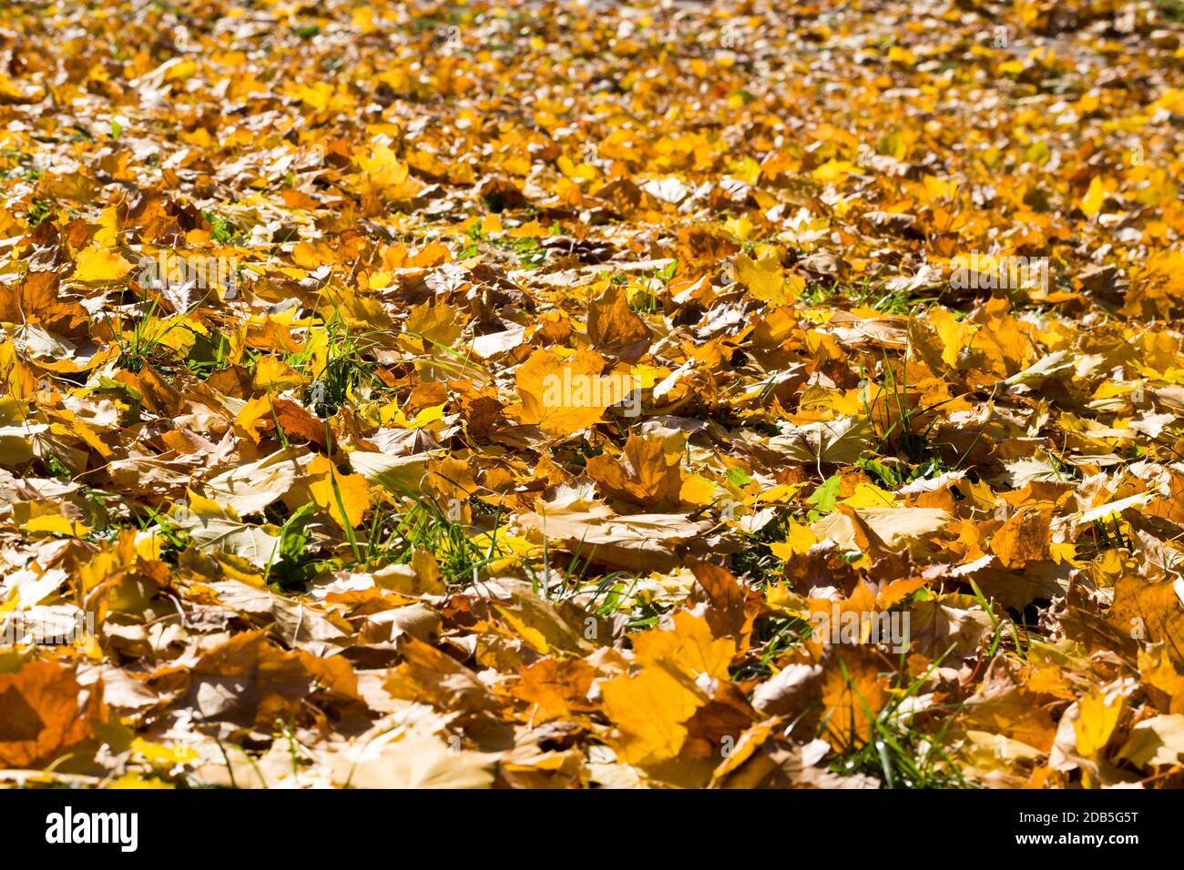 un gran numero di foglie di alberi secchezza giallastre si posano sul terreno nella stagione autunnale, vera fauna selvatica Foto Stock