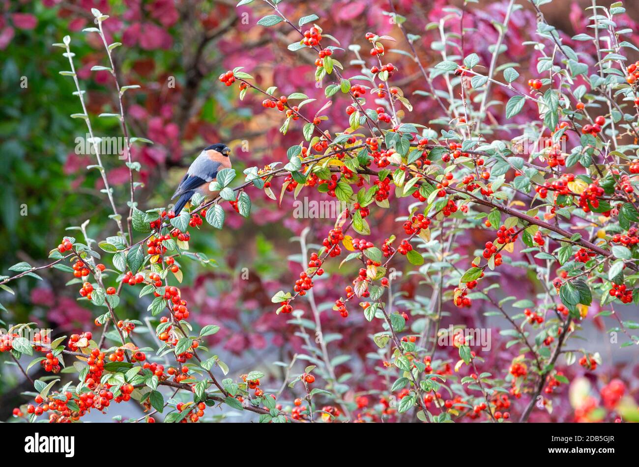 Un bullfinch maschio che si nutrisce di berrys in una siepe da giardino, Ambleside, Lake District, UK. Foto Stock