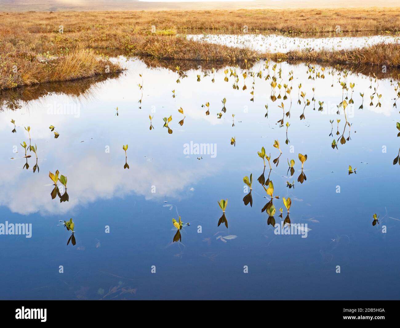 Bogbean Menyanthes trifoliato che cresce in piscine coperte di palude sul sentiero Dubh Lochan presso la riserva Forsinard RSPB nel Flow Country, Scot settentrionale Foto Stock