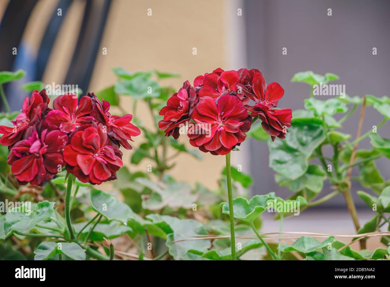 Primo piano di bel geranio rosso su sfondo sfocato. Geranio foglia di edera (pelargonio peltatum). Messa a fuoco selettiva. Foto Stock