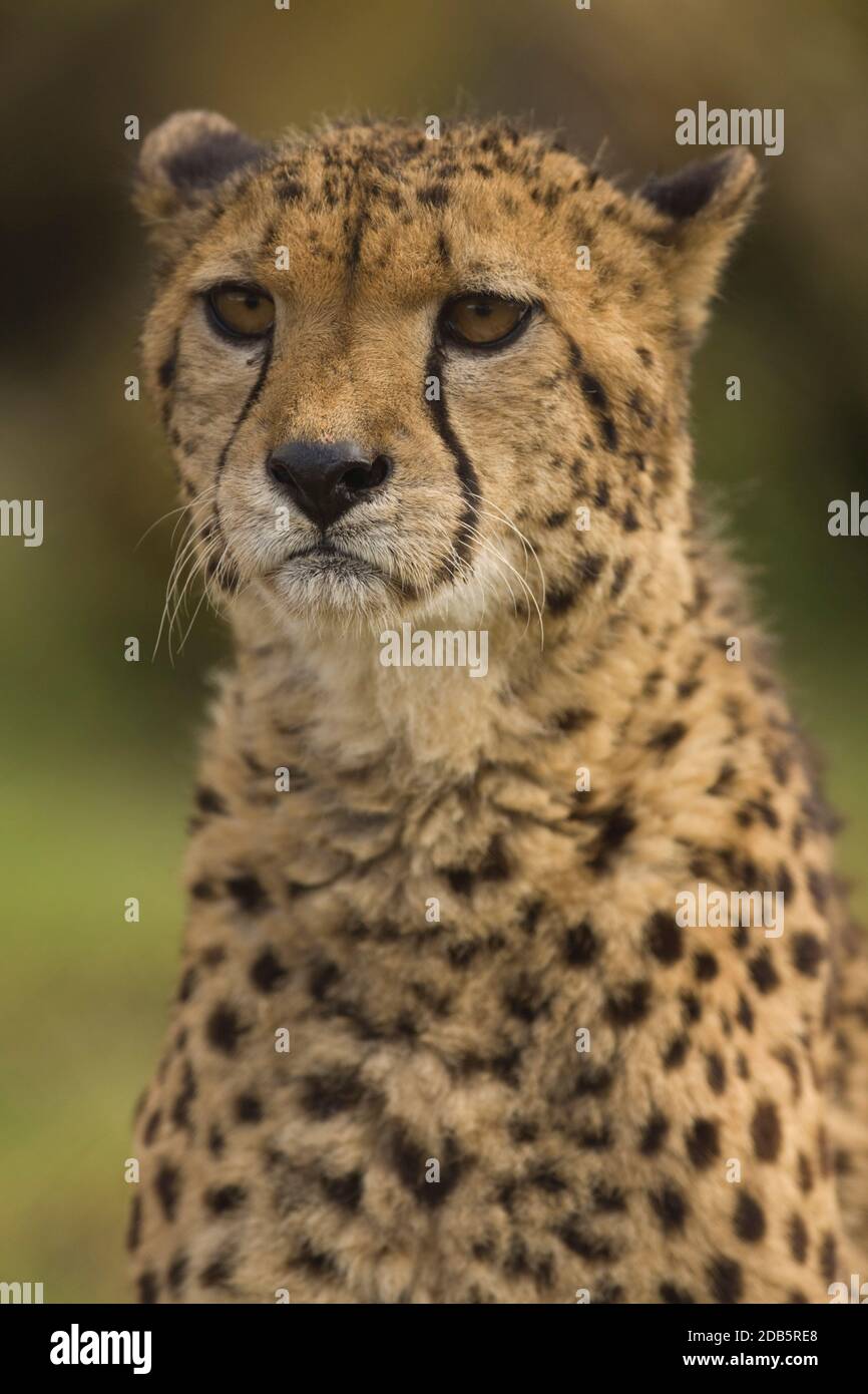 Captive Cheetah (Achinonyx jubatus) Ritratto. Port Lympne Wild Animal Park Kent. 03.05.2009. Foto Stock