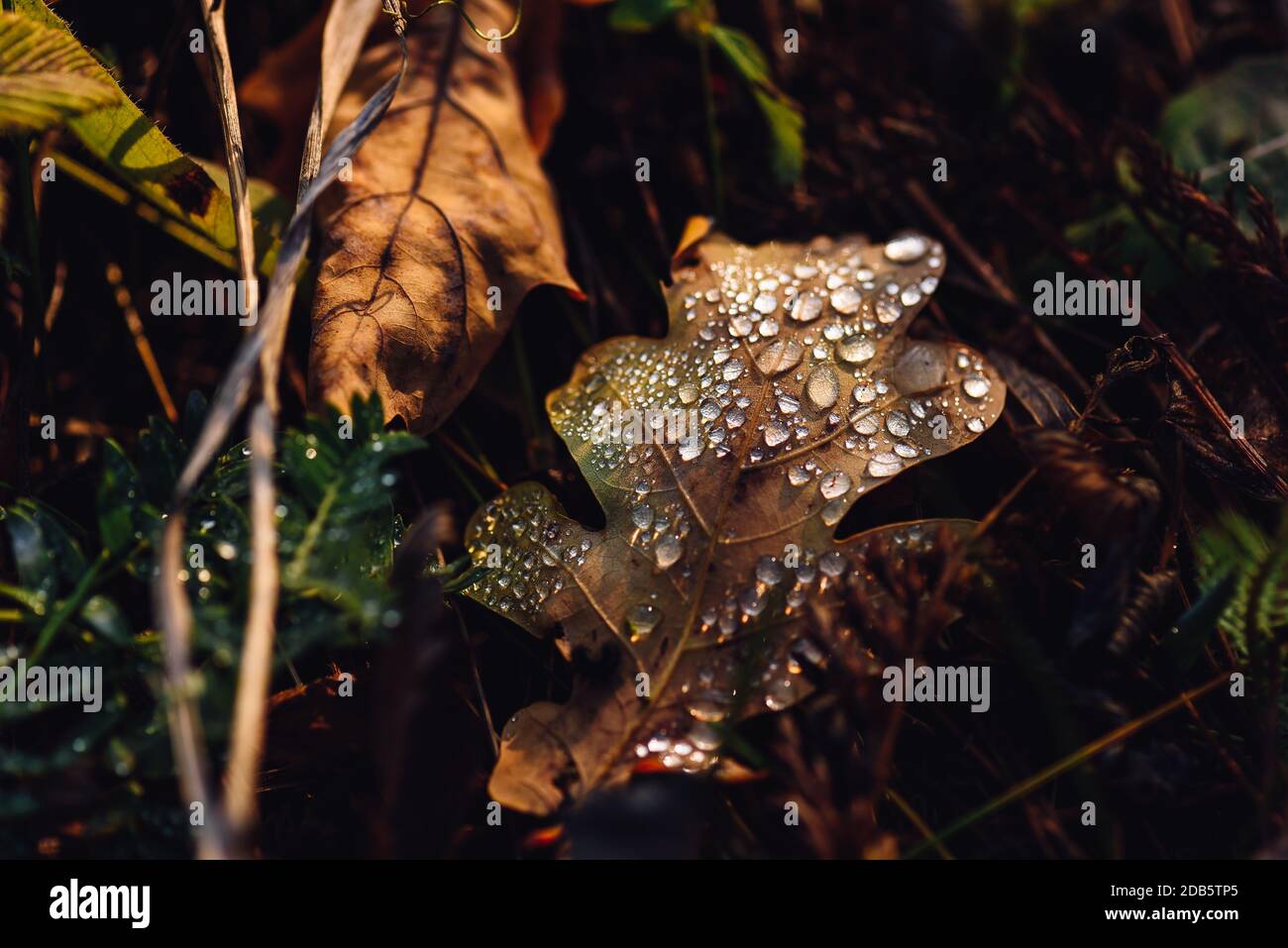 Caduto foglie di quercia con gocce sulla superficie dopo la pioggia Foto Stock