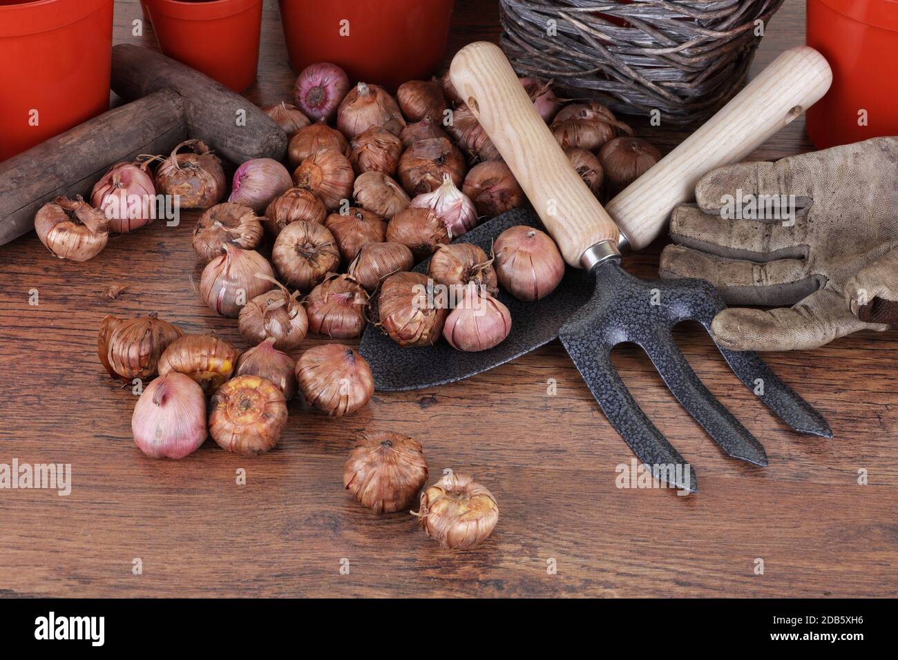 Una panca da lavoro da giardino con attrezzi e bulbi a molla Foto Stock