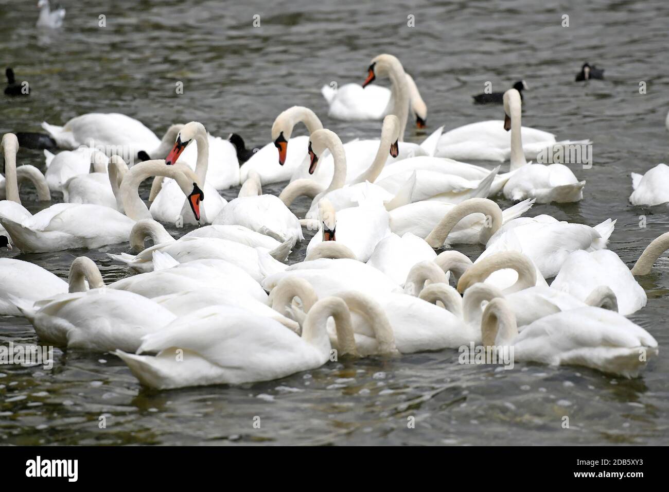 Schwäne am Attersee (Bez. Vöcklabruck, Salzkammergut, Oberösterreich, Österreich) - Swans sul Lago Attersee (quartiere Vöcklabruck, Salzkammergut, Upper Foto Stock