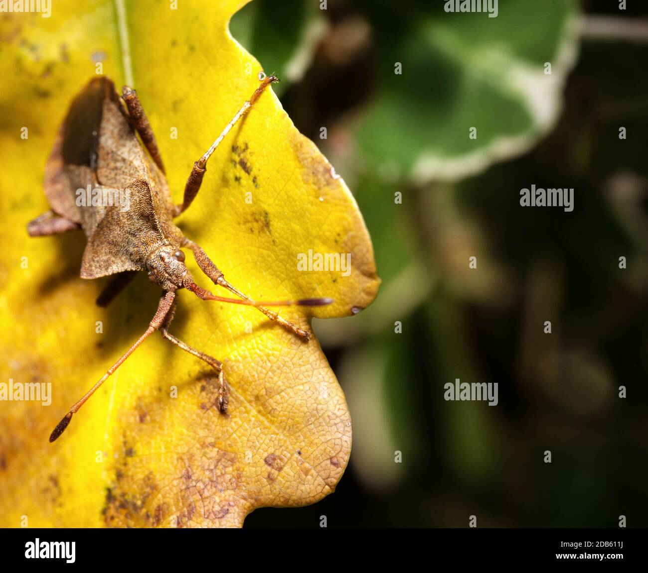 inserire bug sulla foglia in primo piano Foto Stock