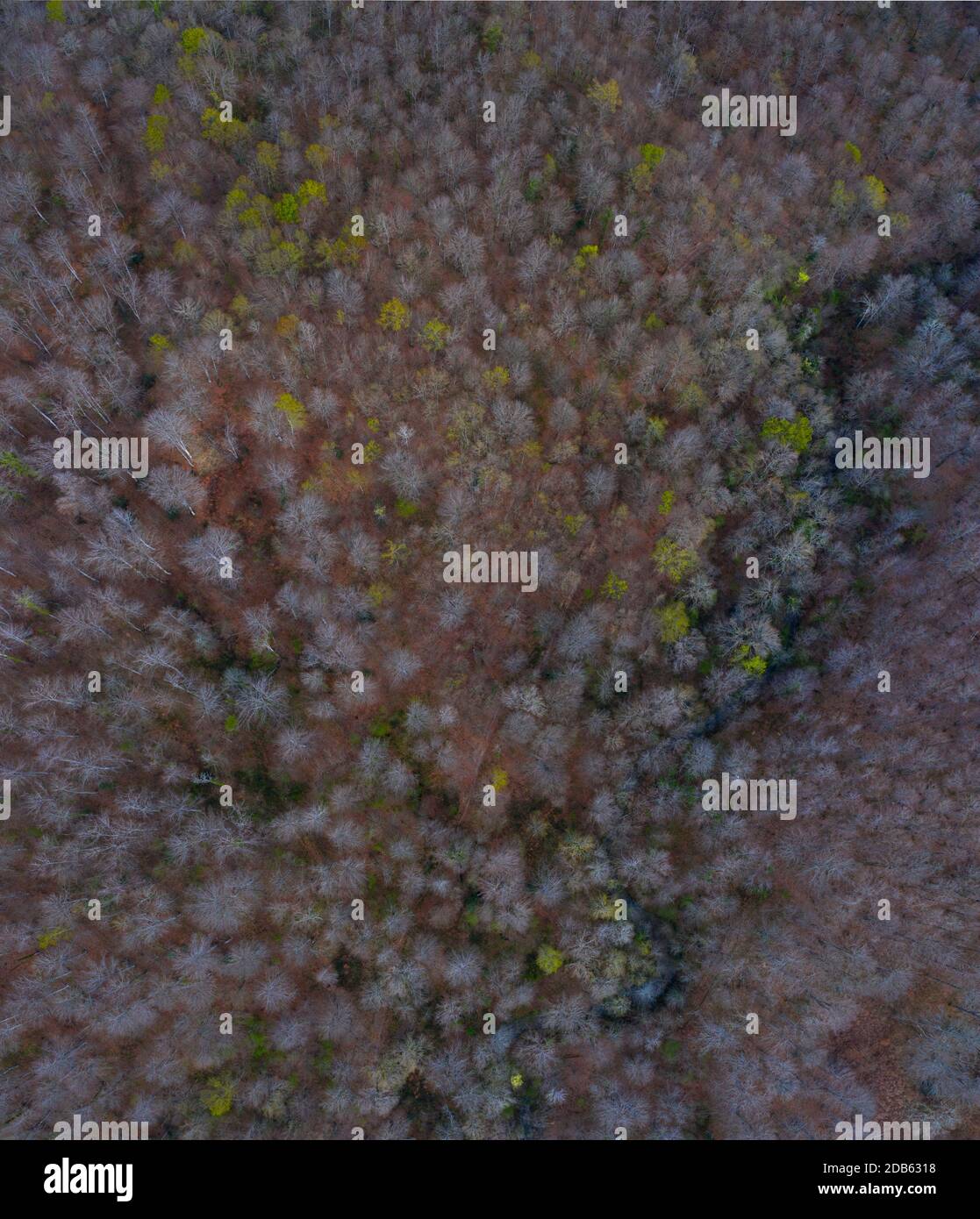 Primavera, Faggio foresta, Altube, Parco Naturale Gorbeia, Alava, Paesi Baschi, Spagna, Europa Foto Stock