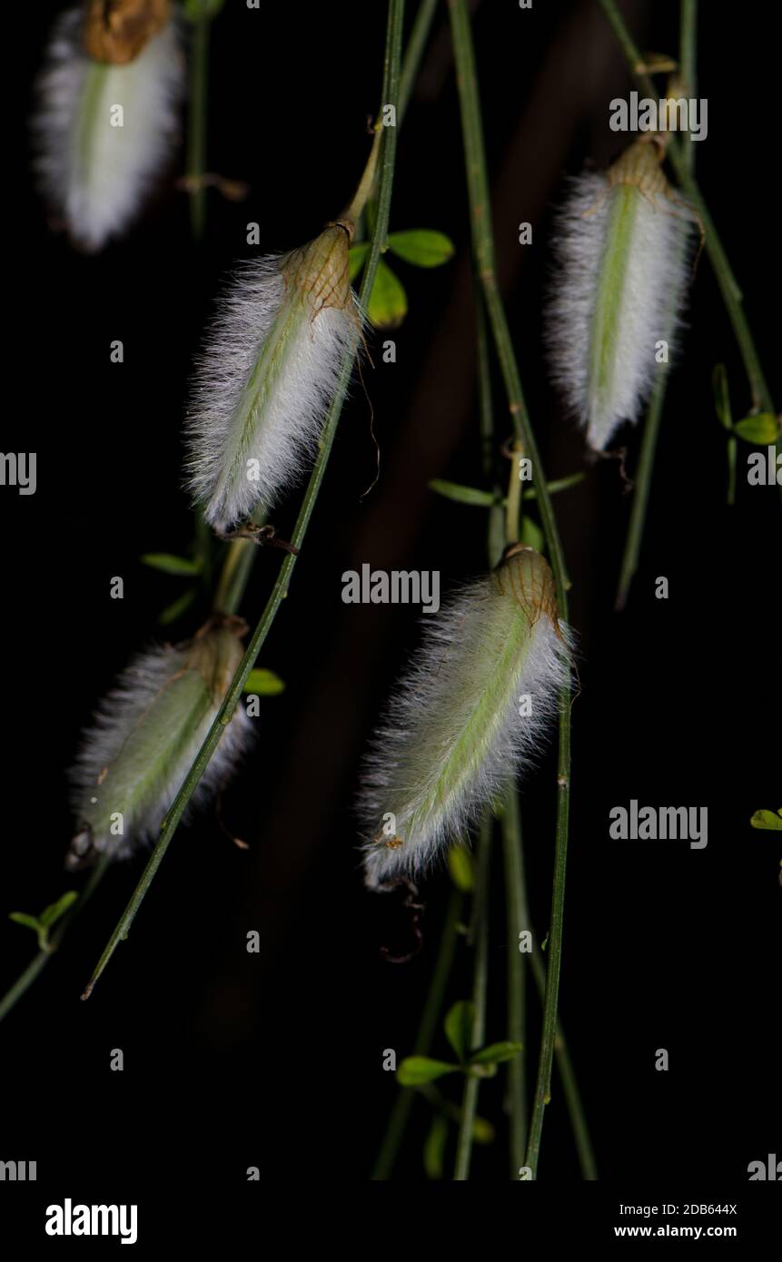 Ciampi di ginestra pelosa-fruttata Cytisus striatus. Cerro Nielol Monumento naturale. Temuco. Regione di Araucania. Cile. Foto Stock