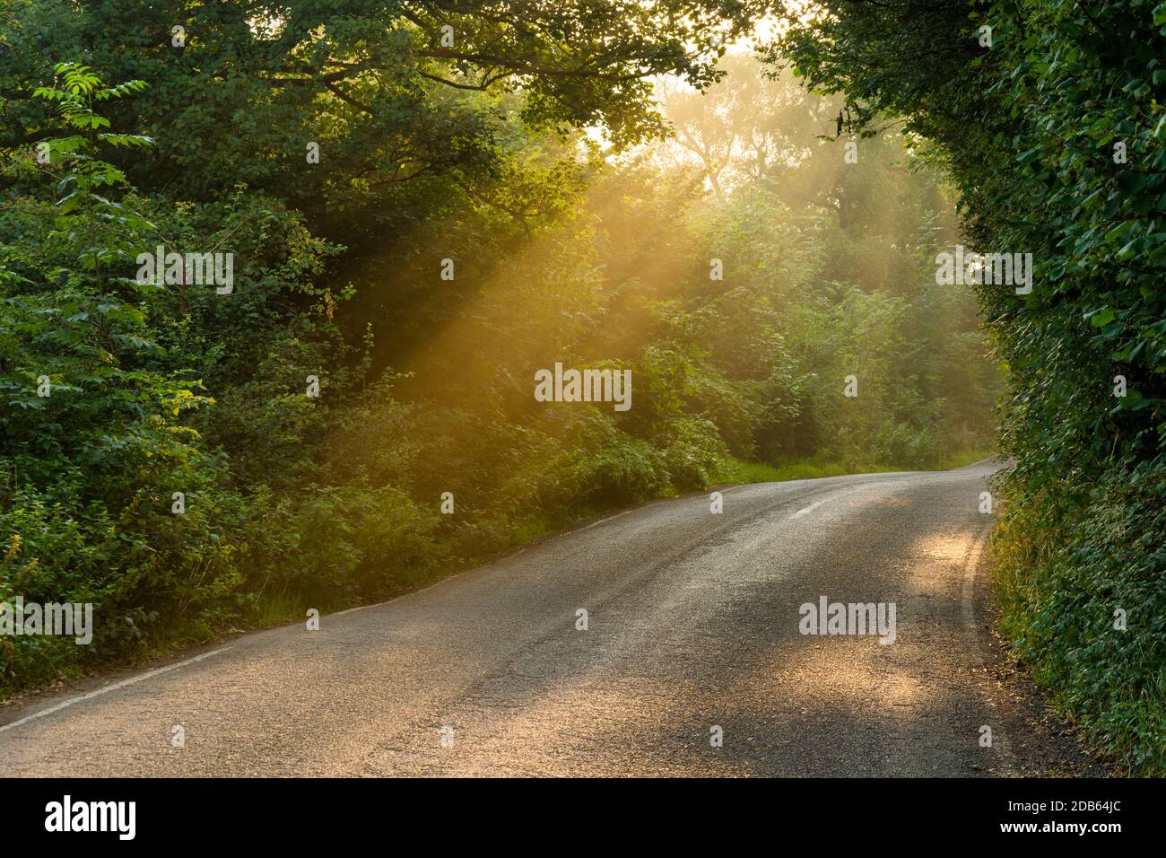Il maestoso fascio di luce dorata che splende attraverso le tettoie degli alberi su una strada di campagna nel Distretto del picco Inglese in una bella mattinata d'autunno. Foto Stock