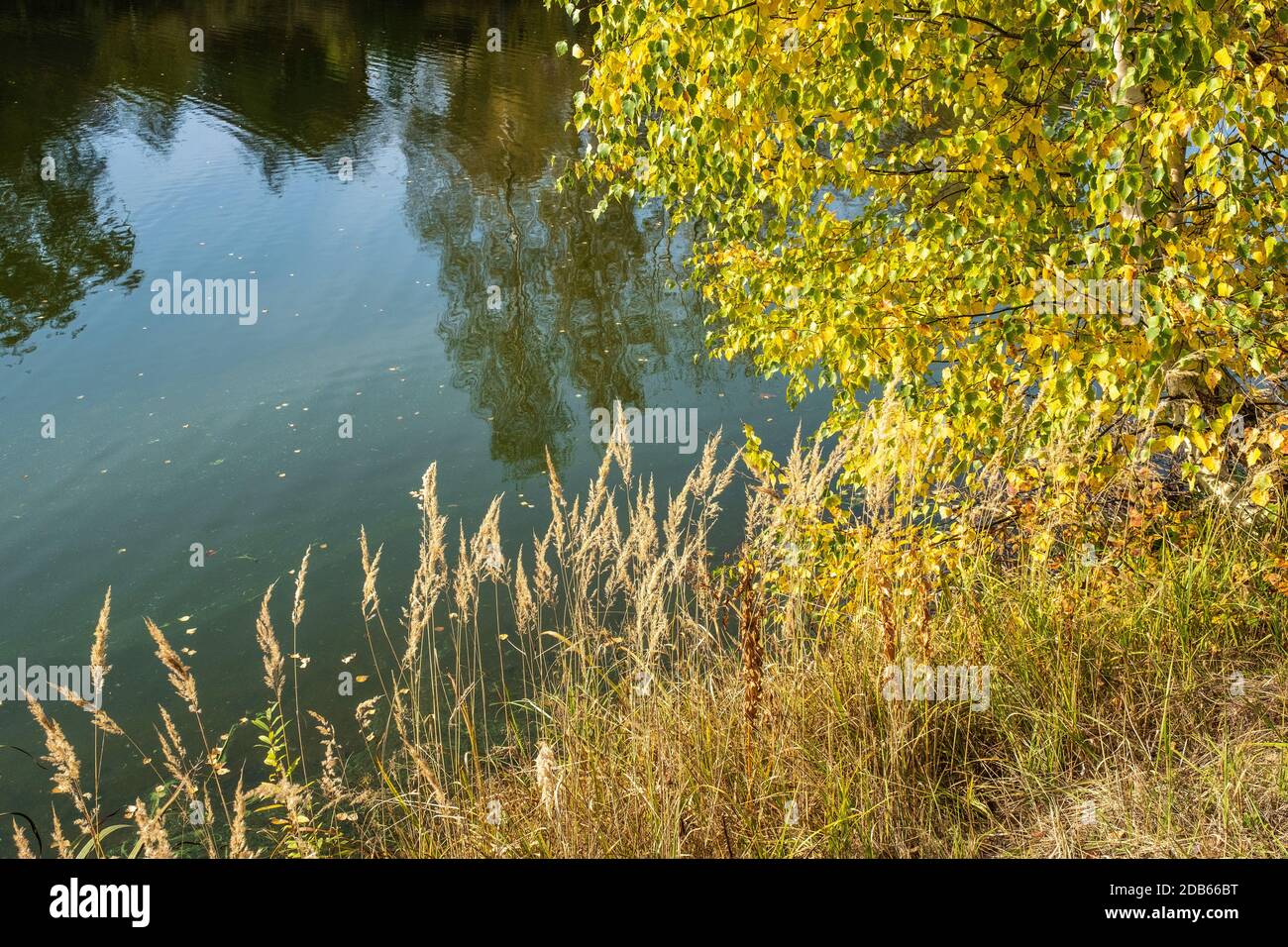 Rami di betulla con foglie gialle su sfondo di acqua blu in un giorno di autunno soleggiato. Foto Stock