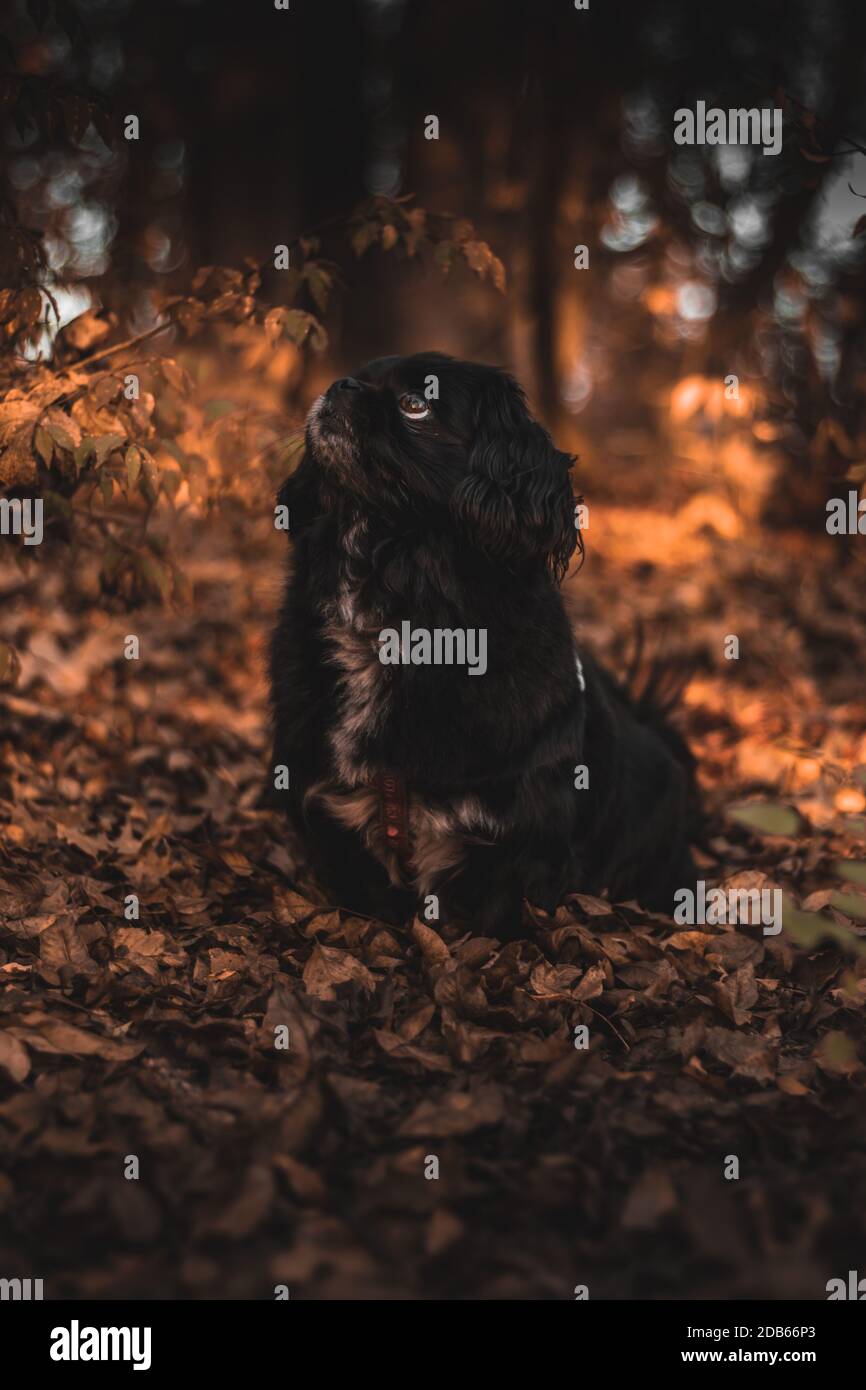 Pupice godendo l'atmosfera dell'autunno Foto Stock