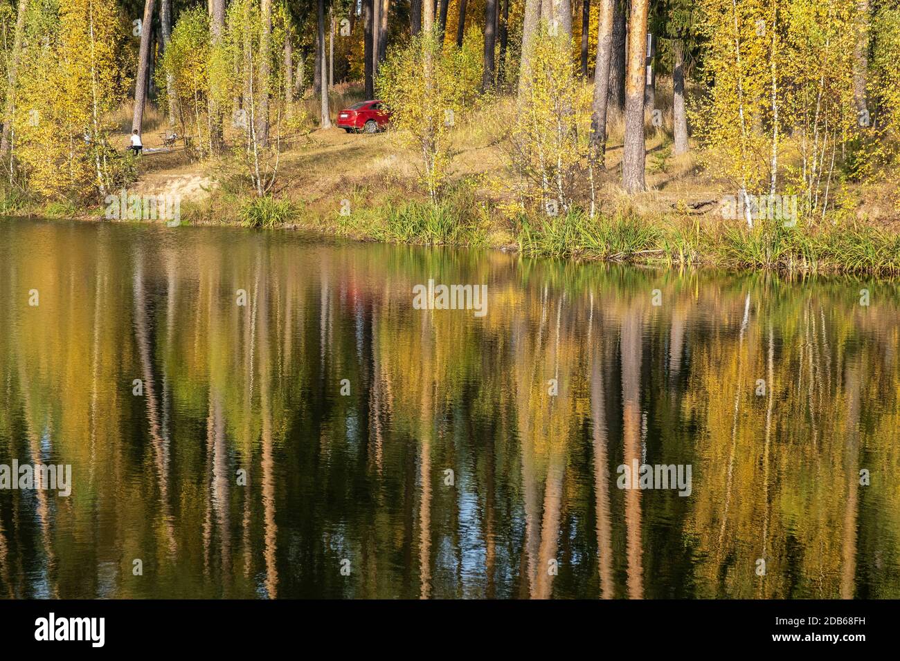 River Bank con alti alberi di pino riflessi in acqua in un giorno di autunno soleggiato. Foto Stock
