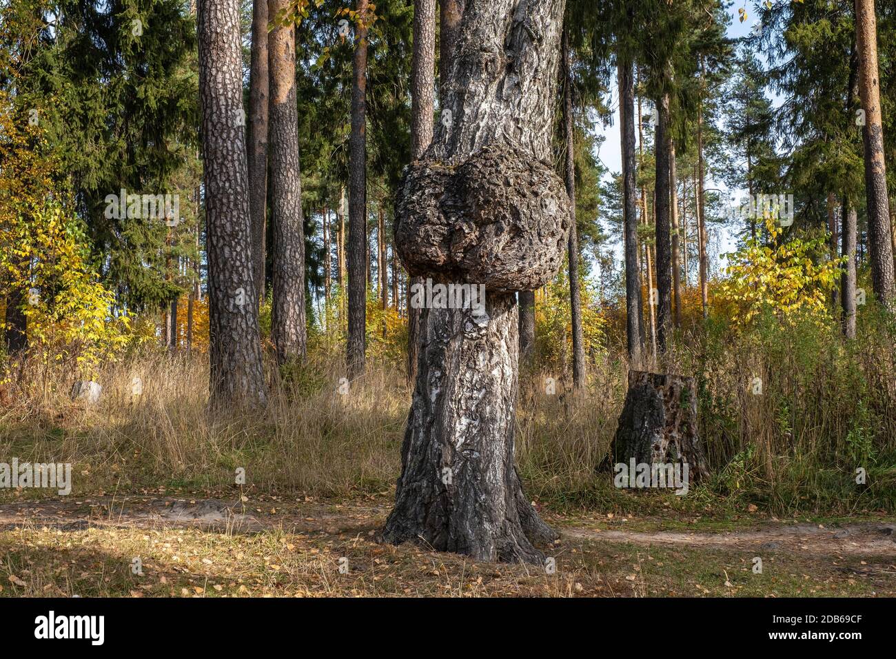 Il tronco di un vecchio albero di betulla con una bizzarra crescita nella foresta d'autunno in un giorno di sole. Foto Stock