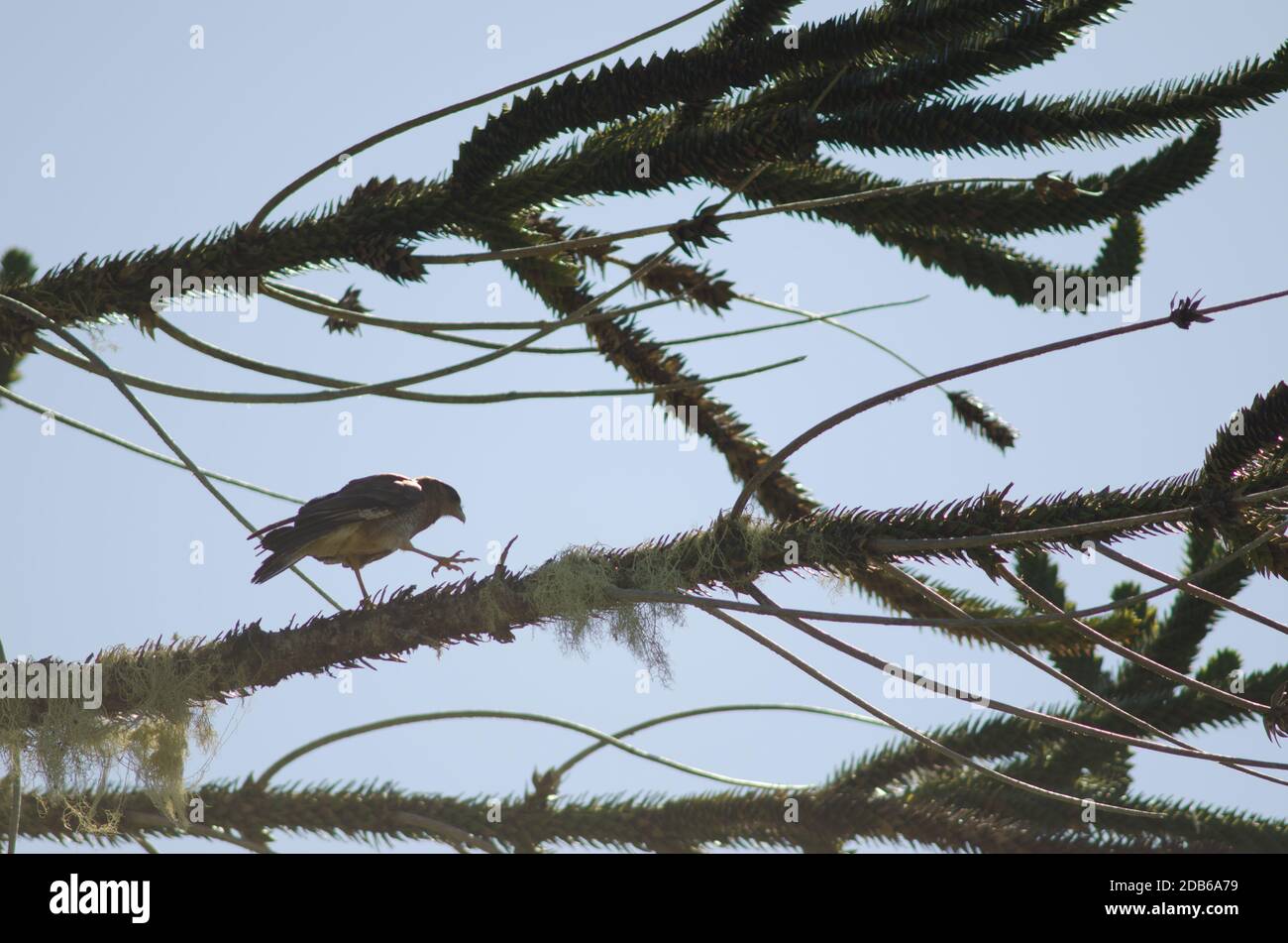 Chimango caracara Milvago chimango a piedi su un ramo di scimmia puzzle albero Araucaria araucana . Parco Nazionale di Conguillio. Regione di Araucania. Cile. Foto Stock