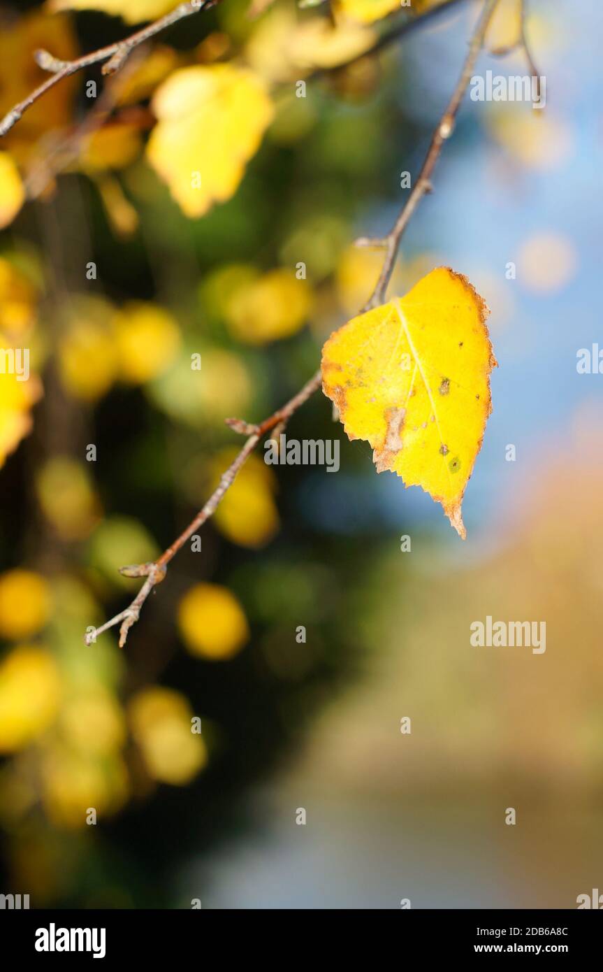 Primo piano delle foglie di autunno gialle su un ramo di albero giovane con fondo morbido fuoco Foto Stock