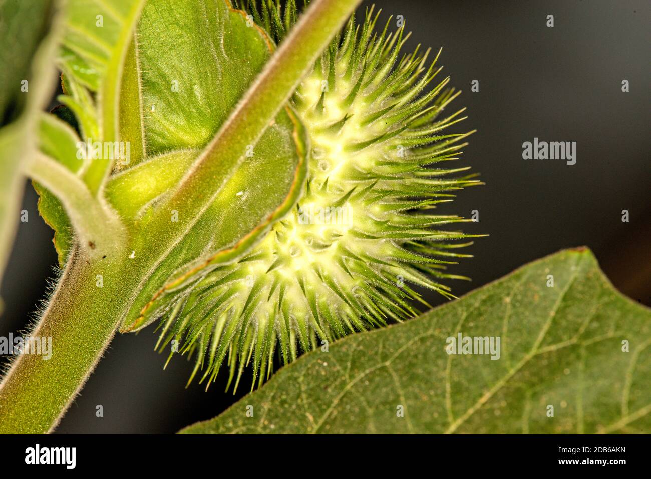 Toloache, pricklyburr, famoso santo, pianta spinosa apple Foto Stock