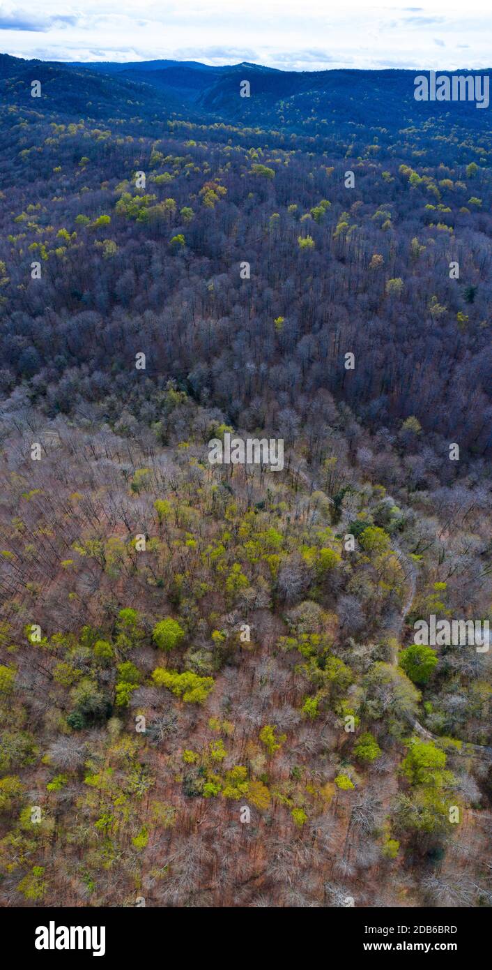 Primavera, Faggio foresta, Altube, Parco Naturale Gorbeia, Alava, Paesi Baschi, Spagna, Europa Foto Stock