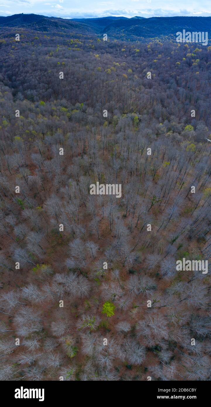 Primavera, Faggio foresta, Altube, Parco Naturale Gorbeia, Alava, Paesi Baschi, Spagna, Europa Foto Stock