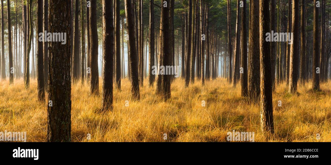 File di Pine Tree in una foresta in una mistosa mattina d'autunno. Foto Stock