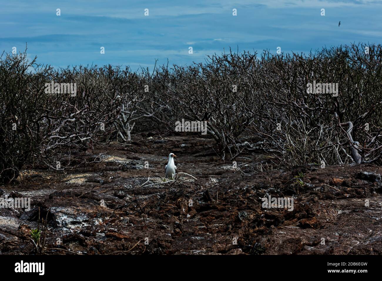 Isole Galapagos Foto Stock