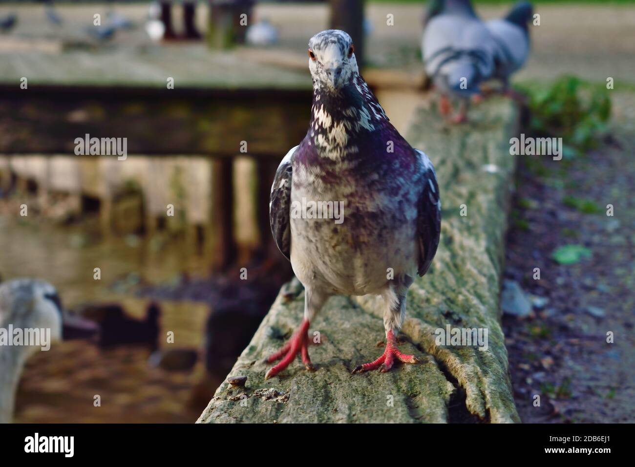 Pigeon di Swanbourne Lake in Arundel, Sussex occidentale Foto Stock