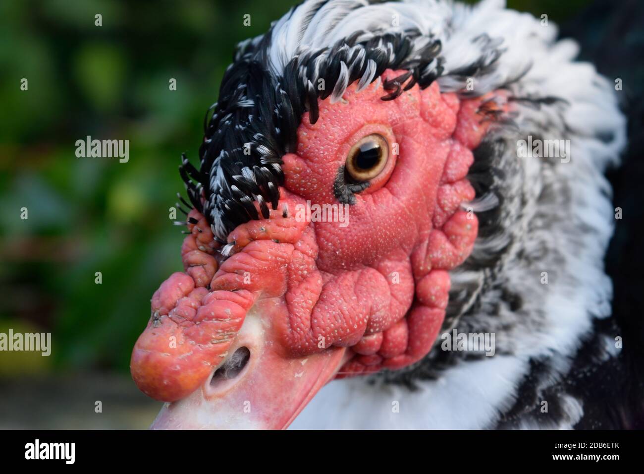 Primo piano Ritratto di Muscovy Duck Foto Stock