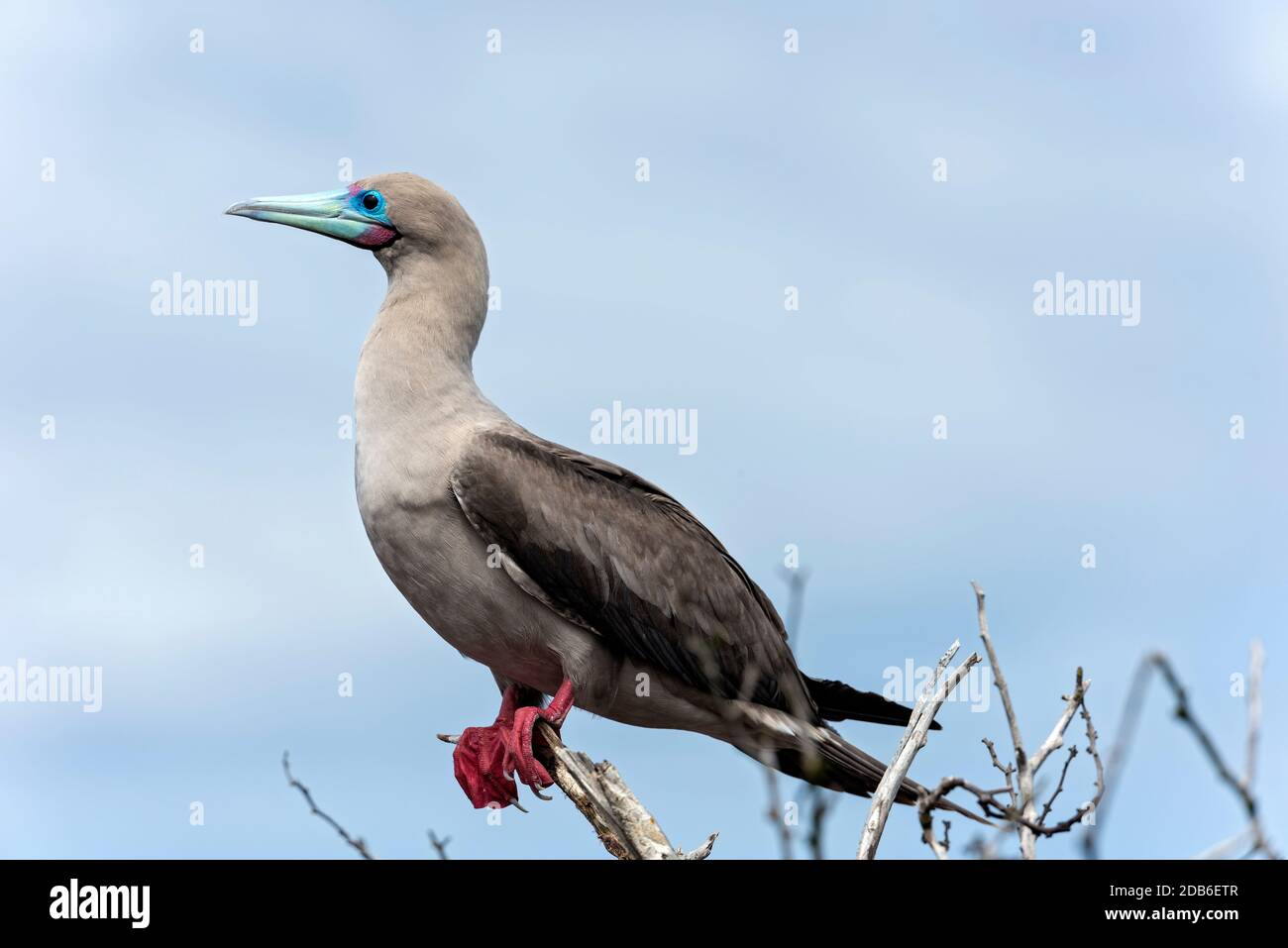 Isole Galapagos Foto Stock