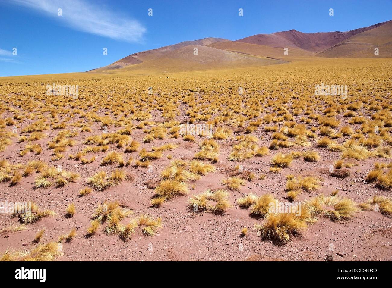 Erba di piume peruviana, jarava ichu, nella Puna de Atacama, Argentina. Puna de Atacama è un altopiano arido nelle Ande del Cile settentrionale e Arge Foto Stock