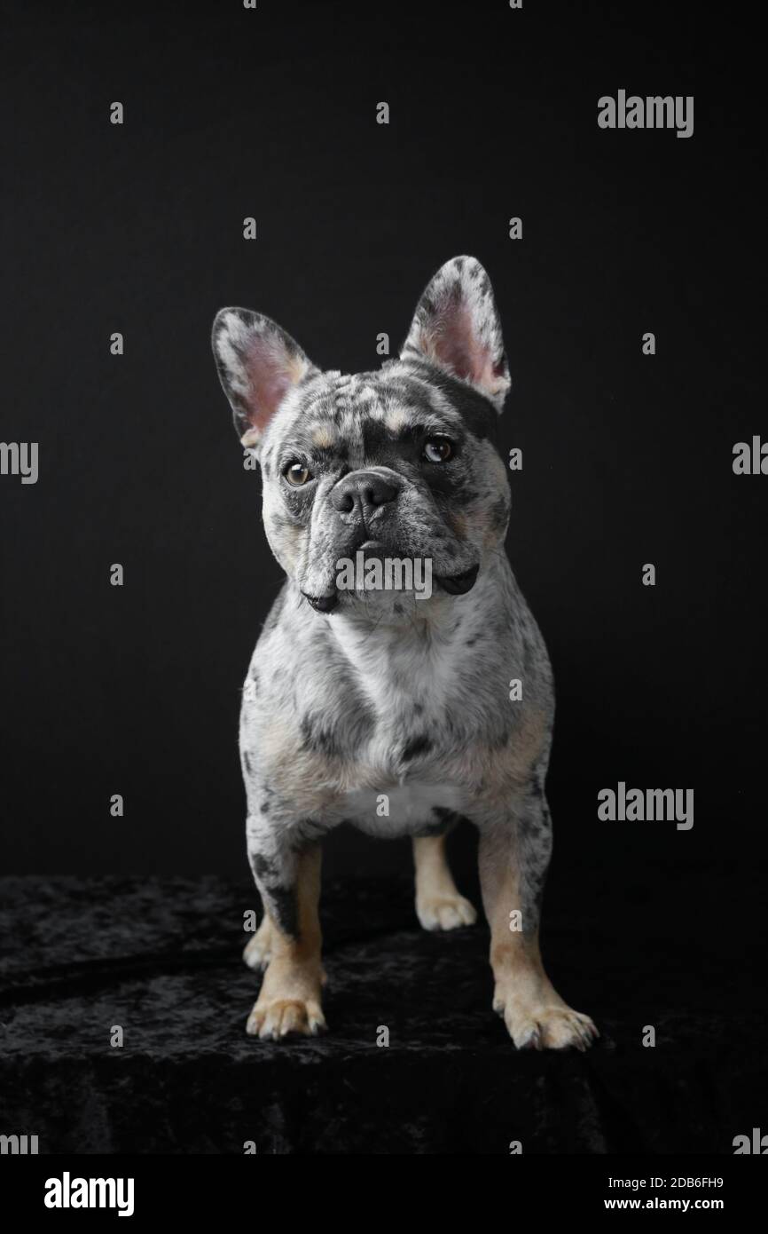 CUCCIOLO DI BULLDOG FRANCESE CON OCCHI DI COLORE DIVERSO Foto Stock