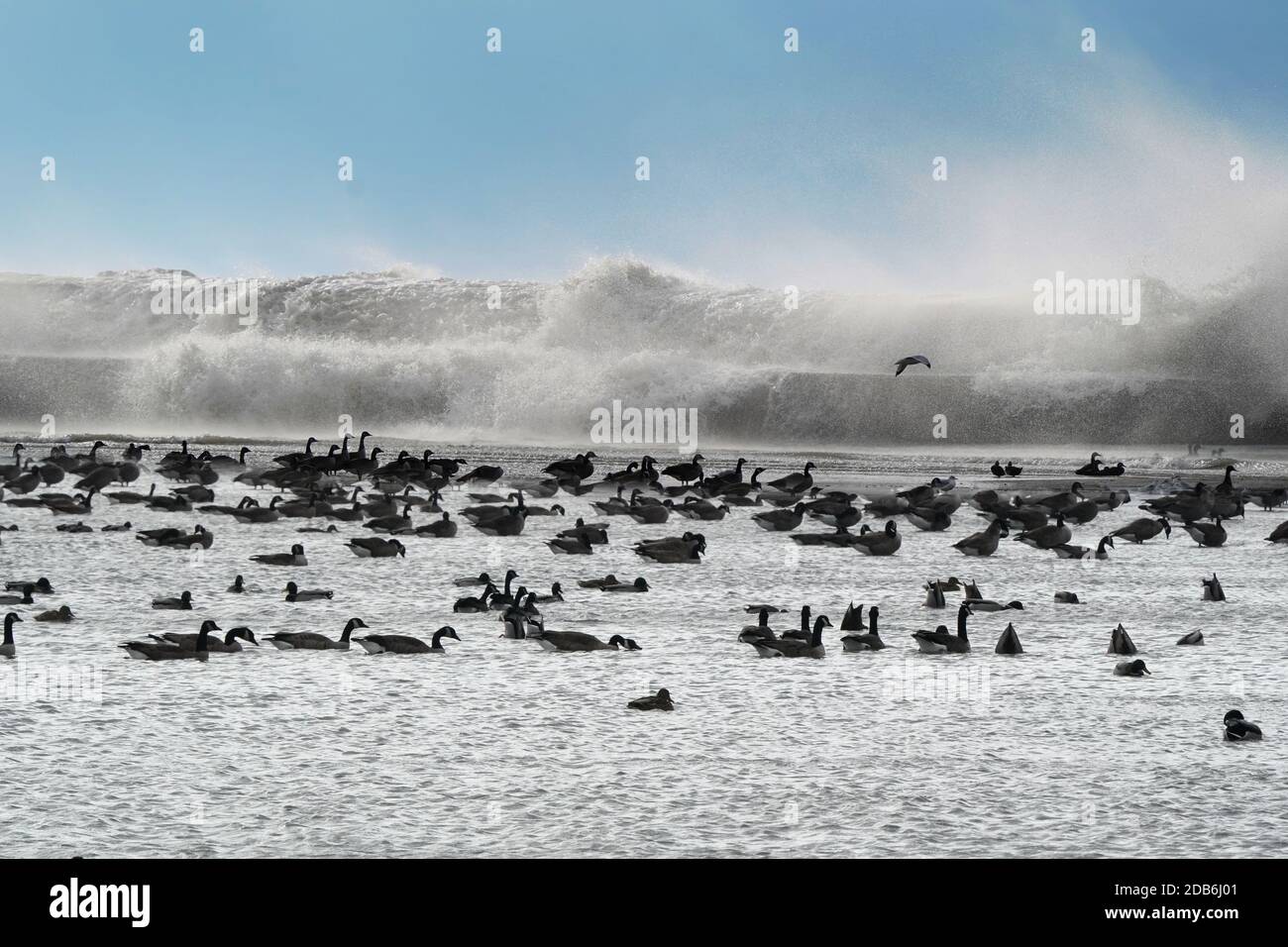 Canada Geese con le onde che si infrangono il muro di rottura Foto Stock