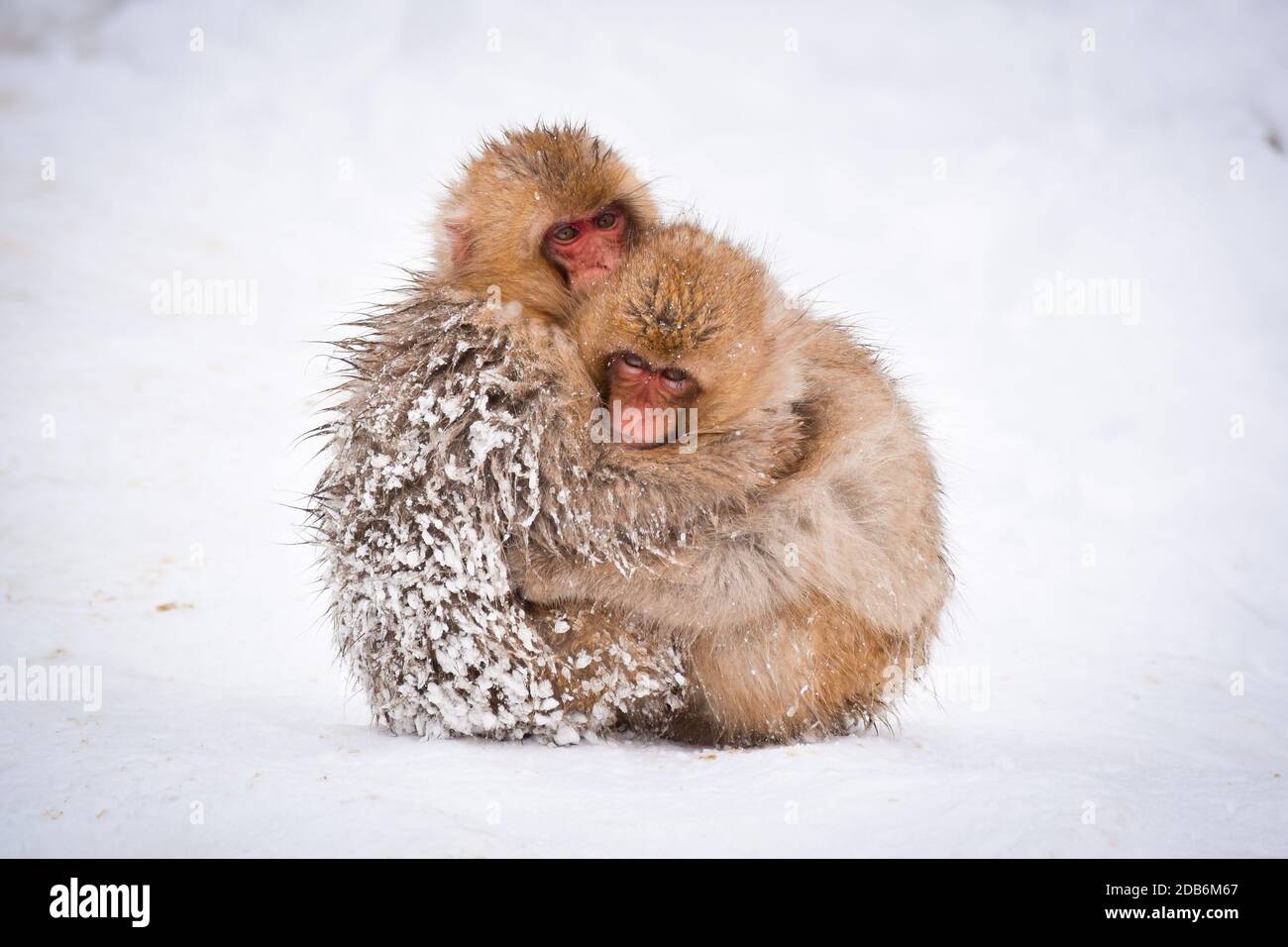 due simpatici scimmie nevi brune che si abbracciano e si riparano dalla neve fredda con ghiaccio nella loro pelliccia in inverno. Animali selvatici che mostrano amore Foto Stock