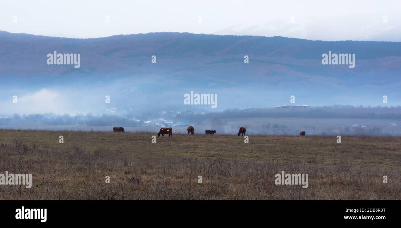 Un gregge di mucche brune pascolano in un prato d'inverno. Mattina presto nel villaggio. Nebbia di luce blu sul campo. L'allevamento di mucche. Bellissimo paesaggio Foto Stock