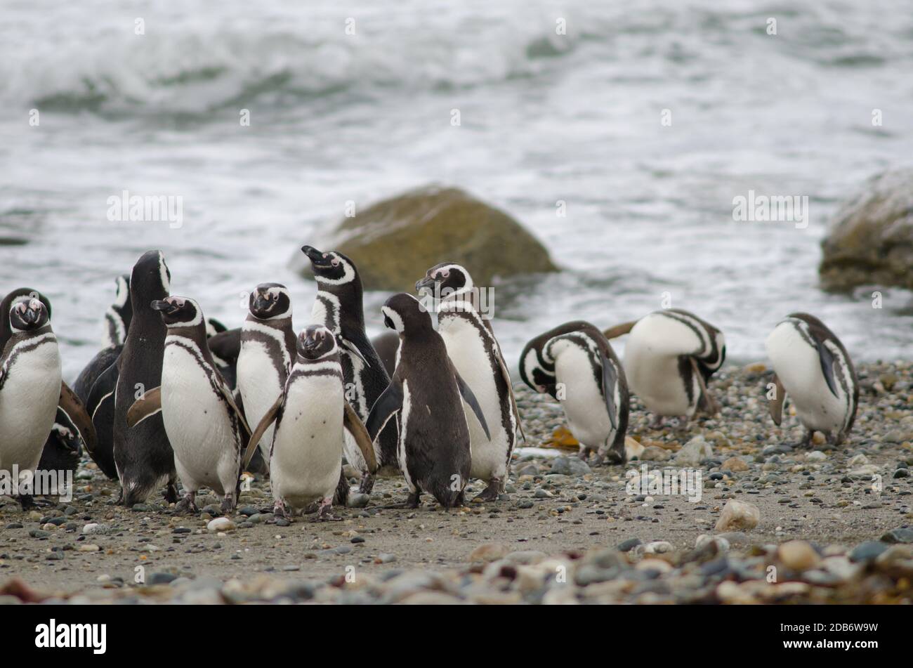 Pinguini magellanici nella riserva di Otway Sound e Penguin. Provincia di Magallanes. Magallanes e Regione Cilena Antartica. Cile. Foto Stock
